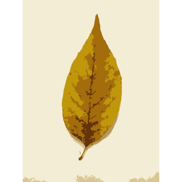 Missouri Fall Tree Leaves Thumbnail