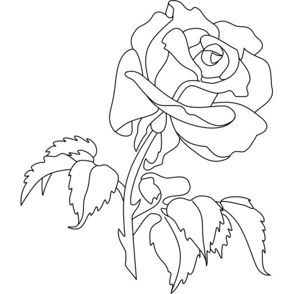 0016 aw rose070908 01  2  Thumbnail