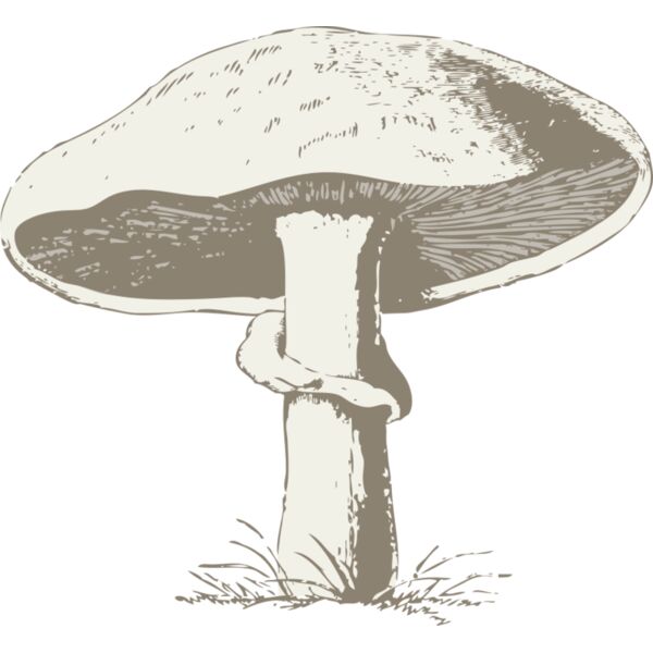 johnny automatic mushroom Thumbnail