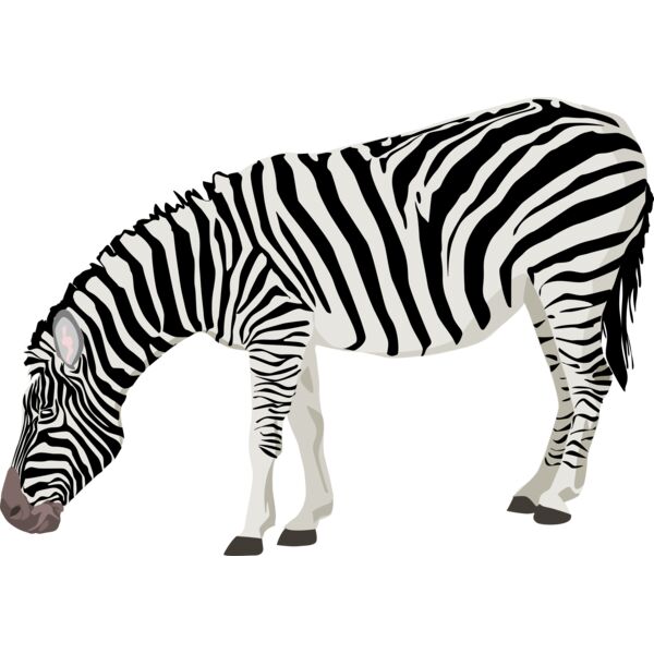 ha1flosse zebra Thumbnail