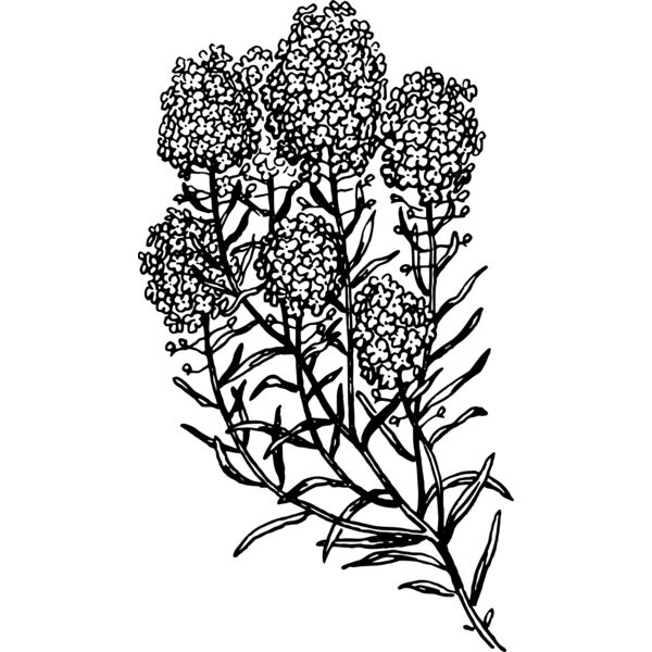 warszawianka Alyssum Thumbnail