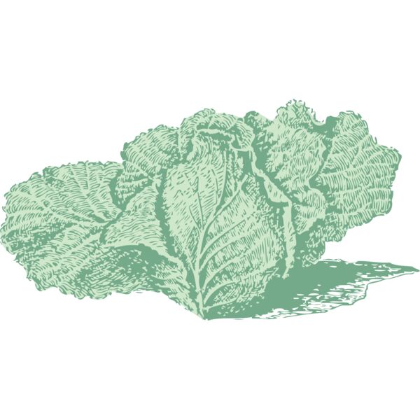 johnny automatic Jersey cabbage Thumbnail