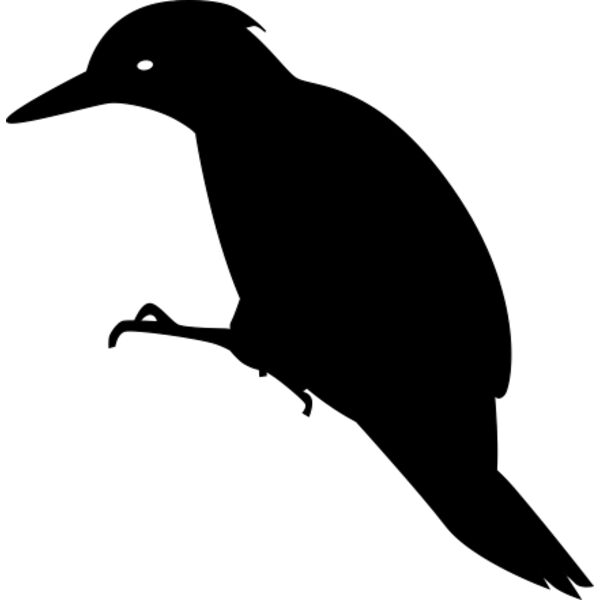 Black bird Thumbnail