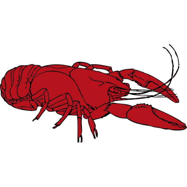 johnny automatic crayfish Thumbnail