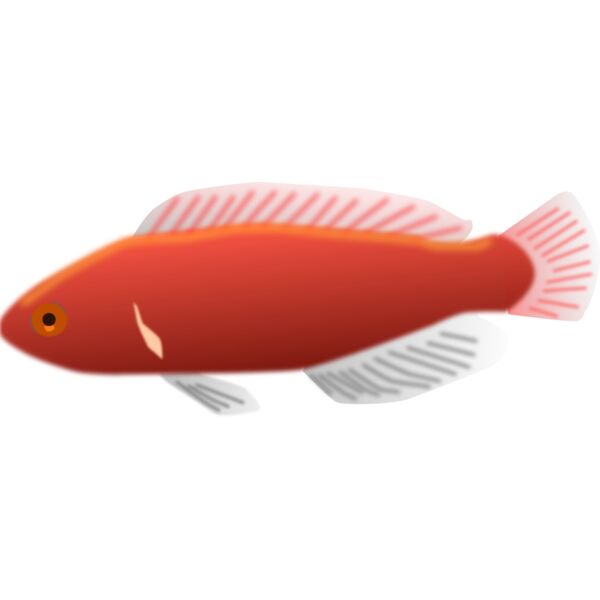 mystica Aquarium fish   Cirrhilabrus jordani Thumbnail