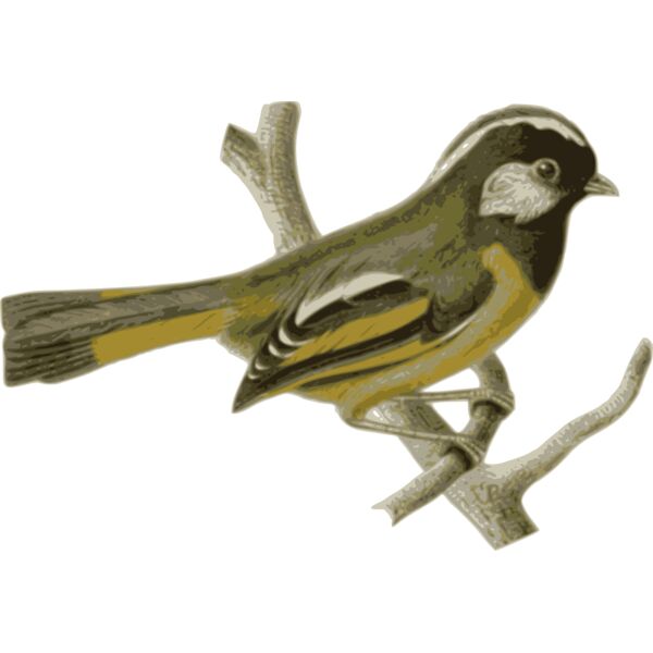 Lioparus chrysotis Thumbnail