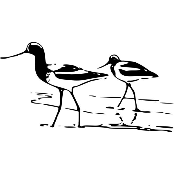 ryanlerch Avocet 4 Thumbnail