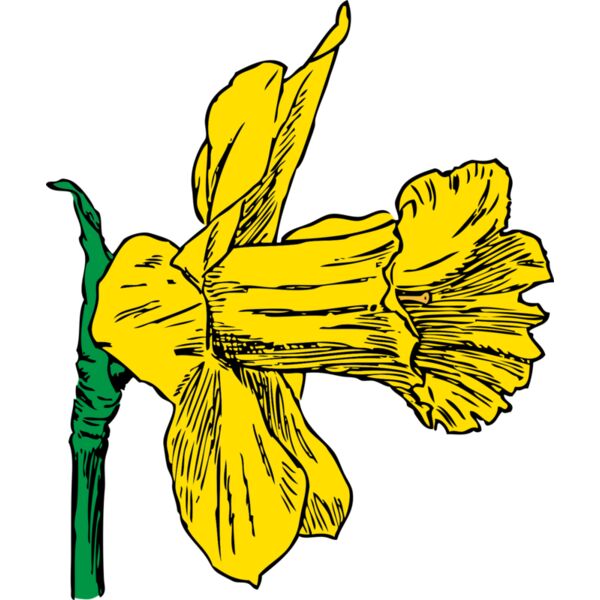 johnny automatic daffodil Thumbnail