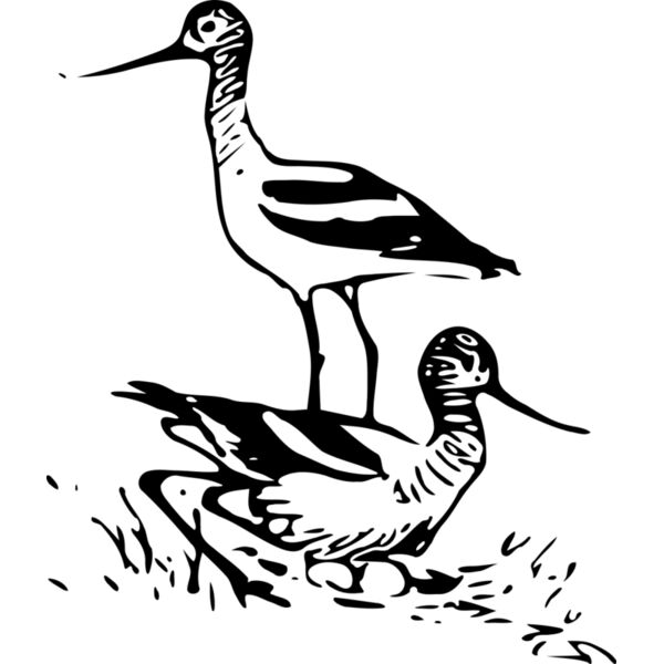 ryanlerch Avocet 3 Thumbnail