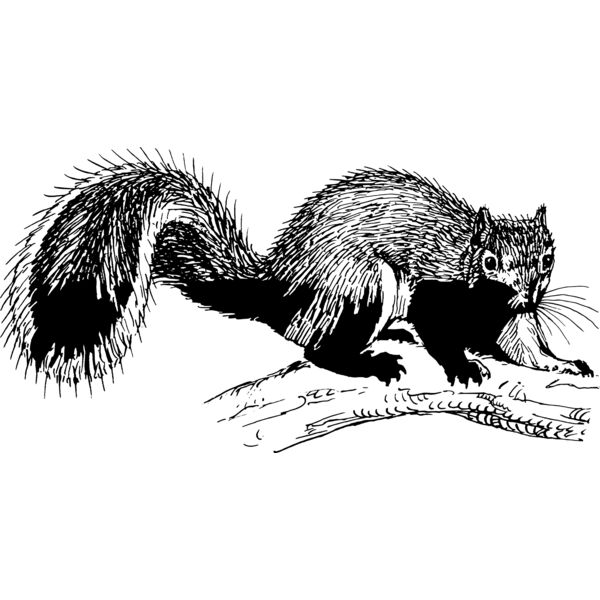 Squirrel  Thumbnail