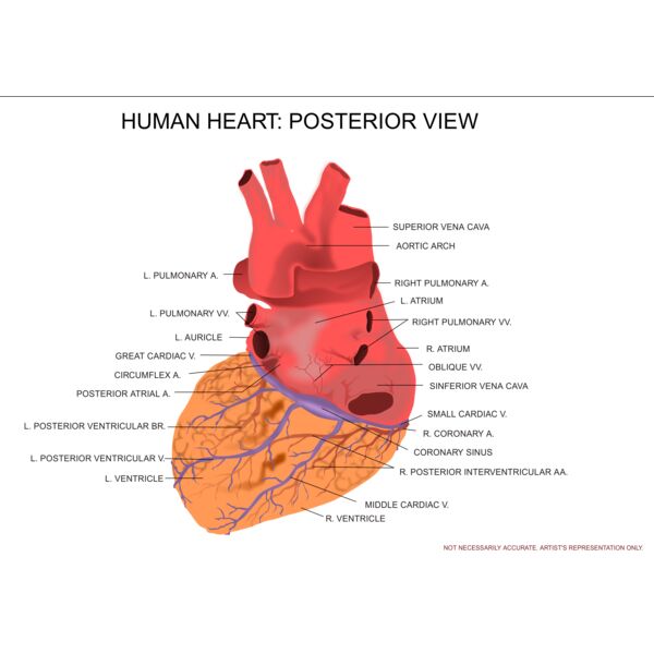 kablam Human Heart Posterior View Thumbnail