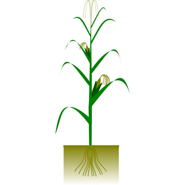 Maize plant Thumbnail