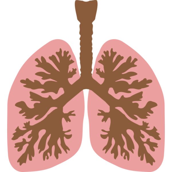 lungs and bronchus Thumbnail
