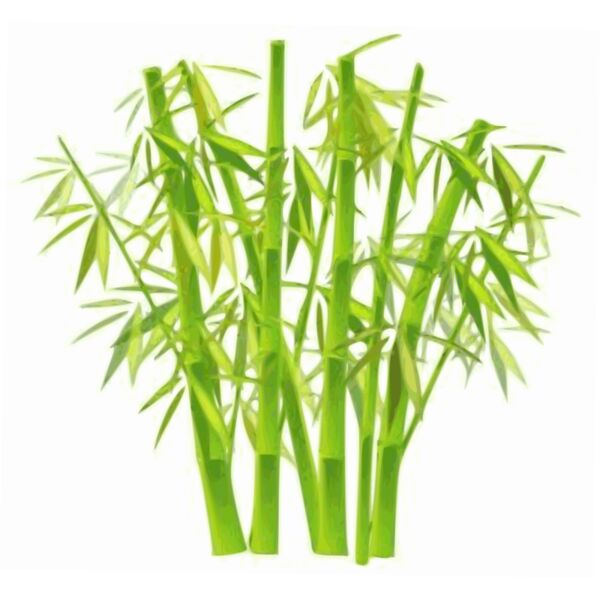 bamboo  2  Thumbnail