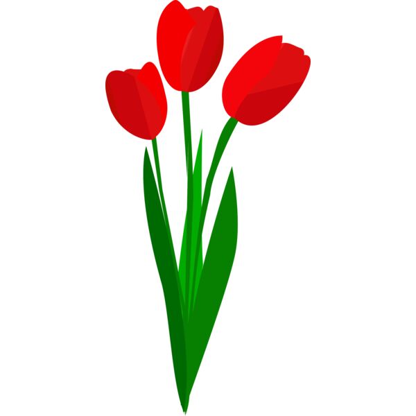 tulips  2  Thumbnail