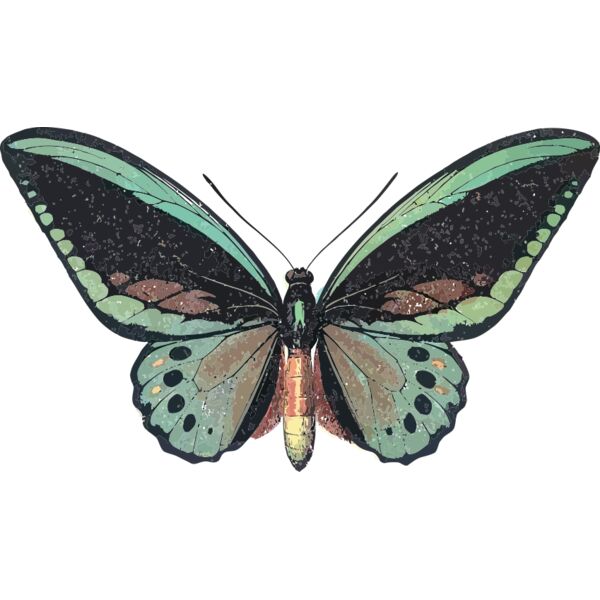 Ornithoptera priamus Thumbnail