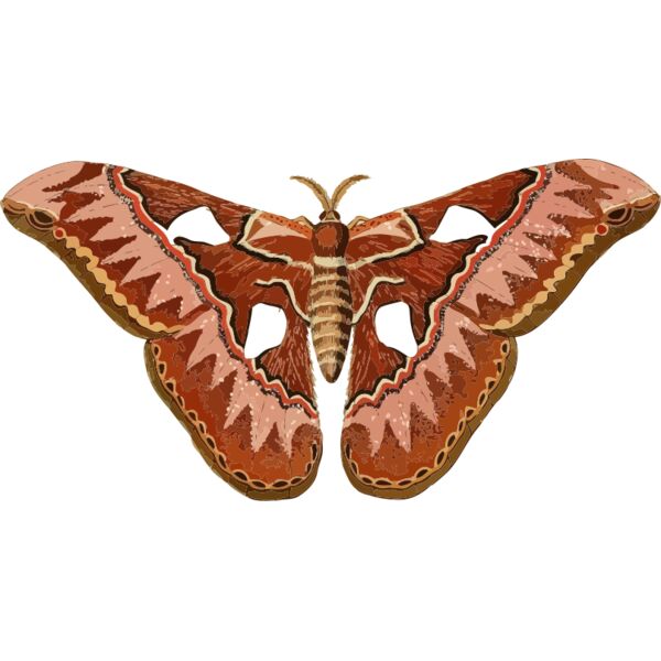 Rothschildia aurota Thumbnail