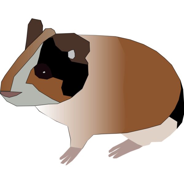 Machovka guinea pig Thumbnail