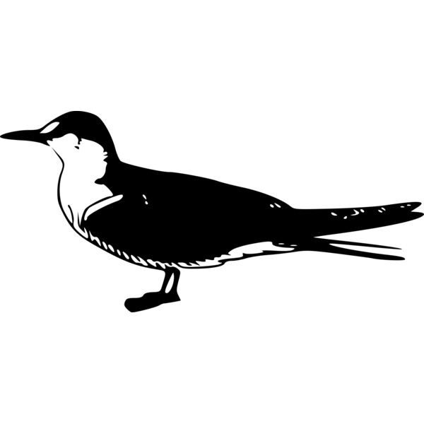 ryanlerch Sooty Tern Thumbnail