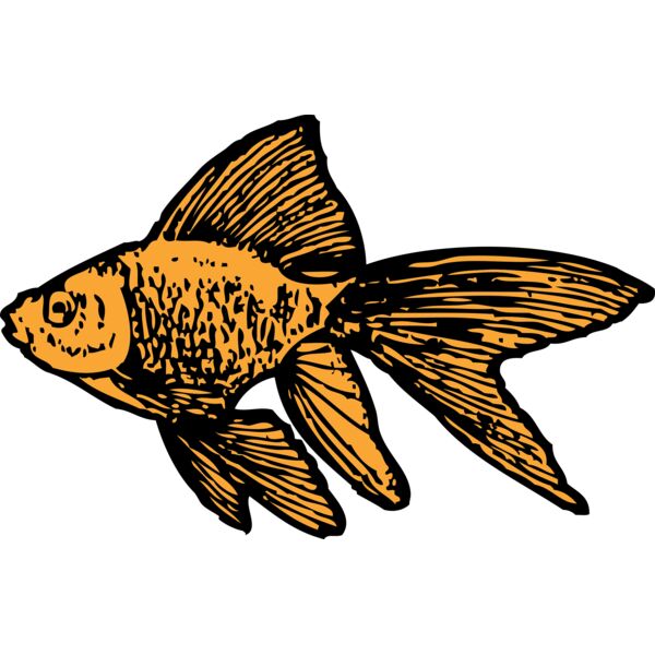 johnny automatic goldfish Thumbnail