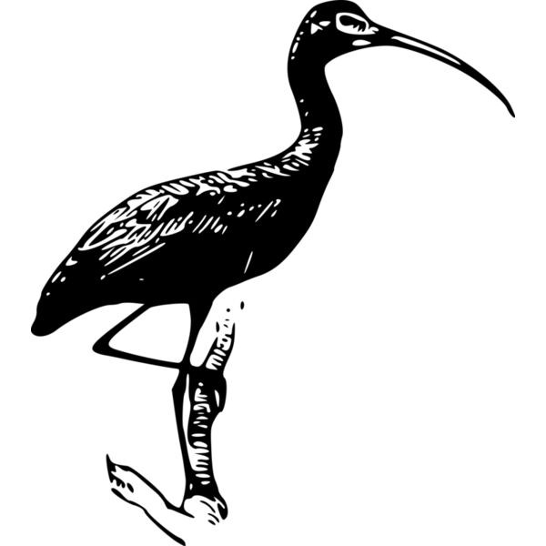 ryanlerch Glossy Ibis 1 Thumbnail