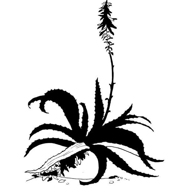 warszawianka Aloe Thumbnail