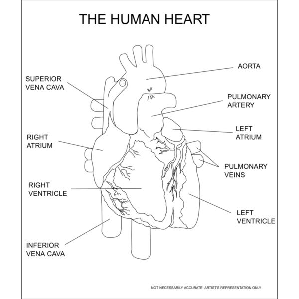 kablam The Human Heart Thumbnail