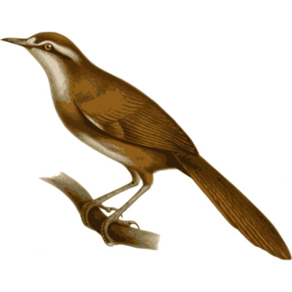 Megalurulus mariei Thumbnail