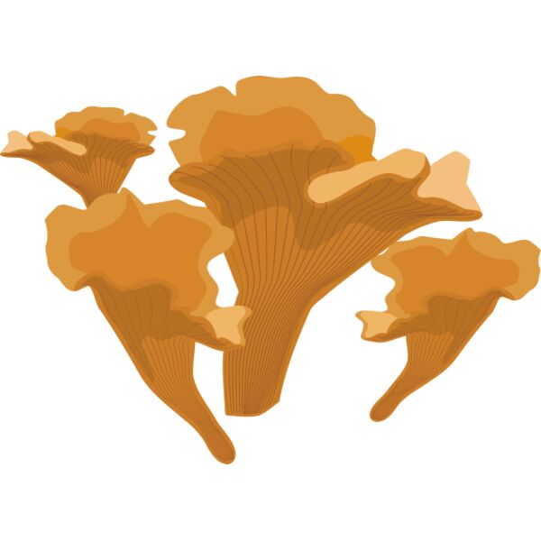 Mushrooms2 Thumbnail